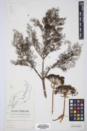 Ferula lancerotensis Parl. ex Hartung