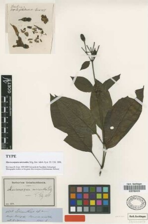 Macrocarpaea micrantha Gilg [type]