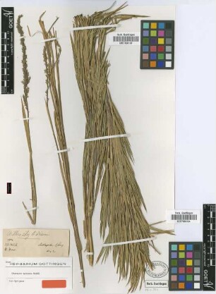 Chusquea spicata Munro [Isosyntype]