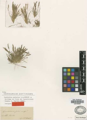 Sporobolus confertus J.A.Schmidt [isotype]
