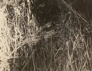 Friedrichsmoor, Mecklenburg-Vorpommern. Zilpzalp oder Weidenlaubsänger (Phylloscopus collybita) am Nest