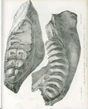 1. Right lower jaw, mastodon latidens. 2. Left lower jaw, mastodon elephantiodes ...