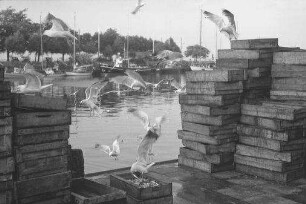 Heiligenhafen: Möwen über den Fischkästen