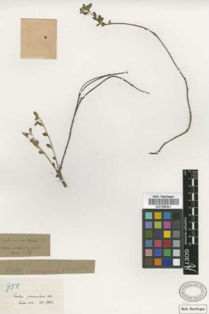 Croton procumbens C.Wright ex Griseb. [type]