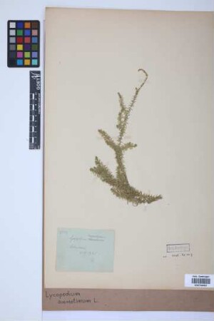 Lycopodium annotinum annotinum L.