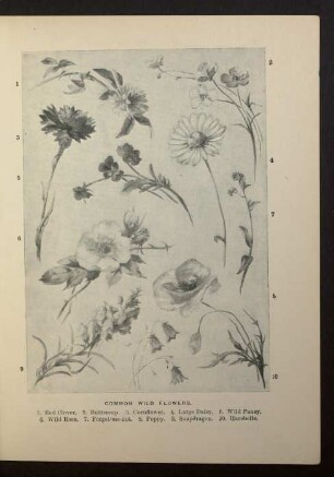 Tafel: Common wild flowers.
