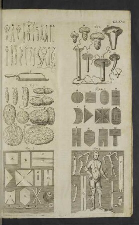 Tab. XVII.