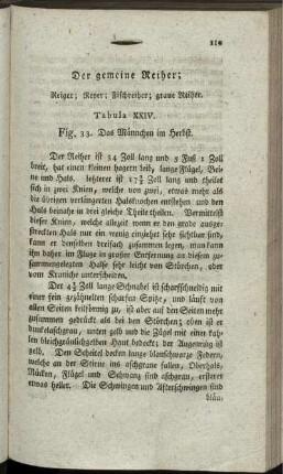 Der gemeine Reiher;