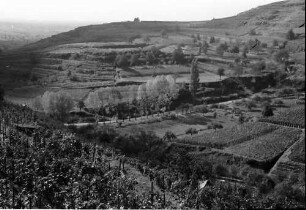 Ihringen: Weinberg, Hintergrund durchlichtete Baumgruppe