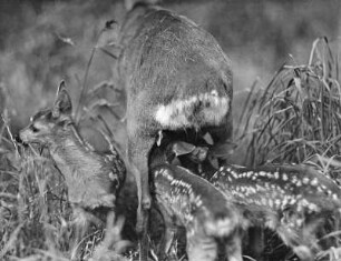 Rehe. Ricke mit drei Kitzen