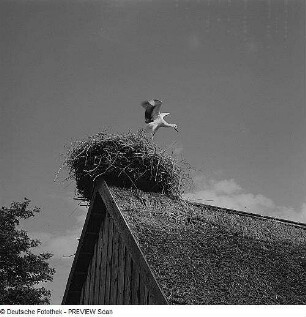 Storchennest auf einem Dach