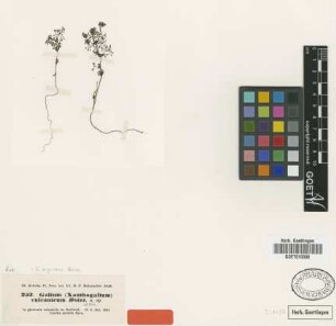 Galium vulcanicum Boiss. & Hohen. [isotype]