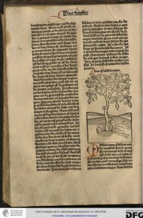 Mulberbawm ist bekant und der wynstoecke frundt gnant er wil warmen lüfft oder messigen, kalten wil er nit lyden...