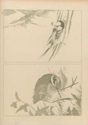 AAG [Deux Oiseaux]