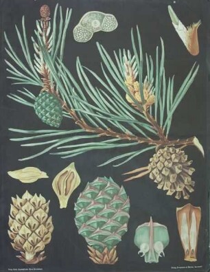 Pinus silvestris (Kiefer)