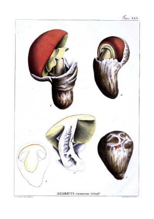Tav. XXX. Agaricus cæsareus Schœff.