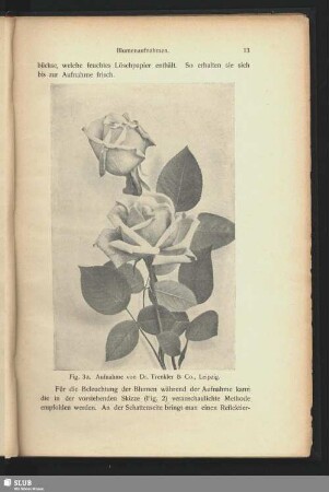 Stillleben zweier Rosen