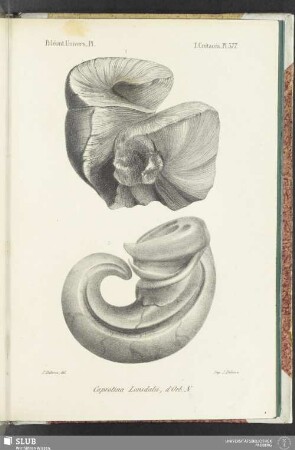 Pl. 577