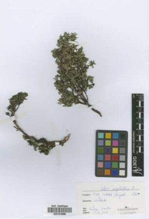 Salix serpyllifolia Scop.