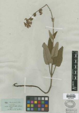 Salvia pratensis L.