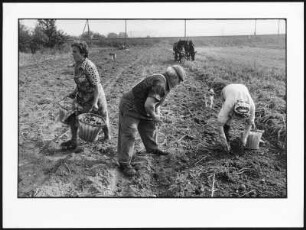 Kartoffelernte in einer Gärtnerei in Eilenburg