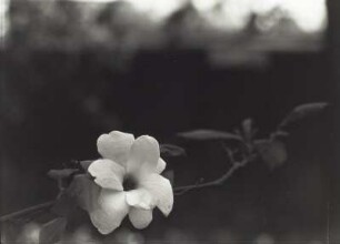 Blühender Magnolienzweig (gegen verschwommene Silhouette des Käthe-Kollwitz-Ufers in Dresden)