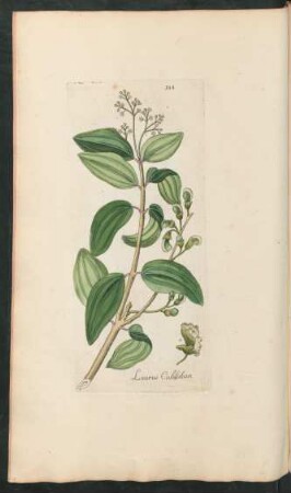 388. Laurus Culilaban