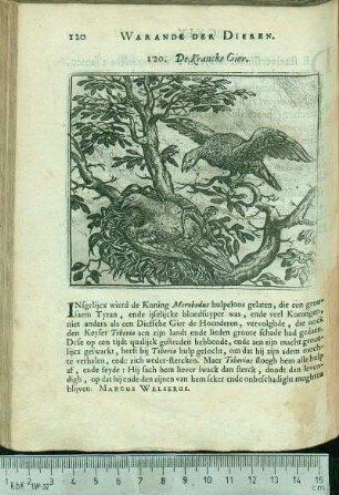 120. De Krancke Gier.