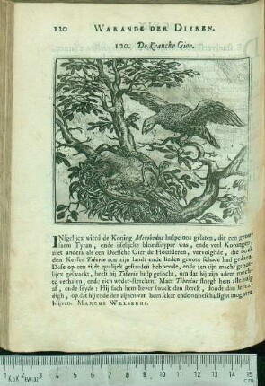 120. De Krancke Gier.