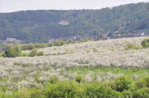 Vorharzgebiet - blühende Obstbäume : Blühende Obstbäume dominieren im Frühling das hügelige Vorharzgebiet in der Nähe von Gernrode, aufgenommen am 5. Mai 2010