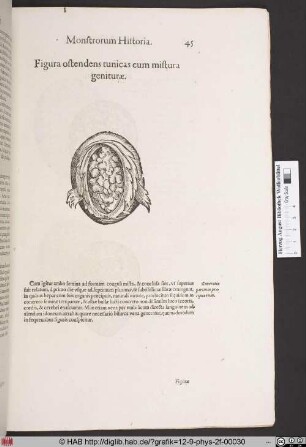 Figura ostendens tunicas cum mistura geniturae.
