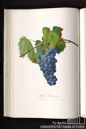Uva Crovino o Trinchera di Nizza