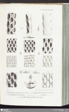 T. Crétacés, Pl. 730