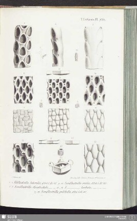 T. Crétacés, Pl. 730
