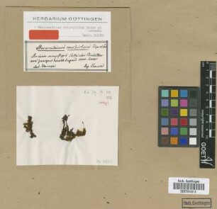 Macromitrium constrictum Hampe & Lorentz [isotype]