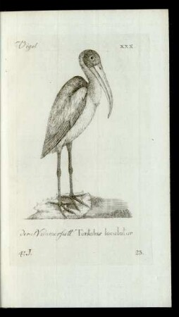 23. der Nimmersatt Tantalus loculator
