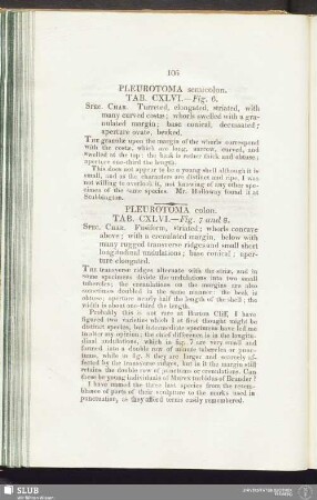 Pleurotoma semicolon. Tab. CXLVI. — Fig. 6
