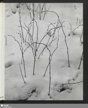 Im Winter gesehen