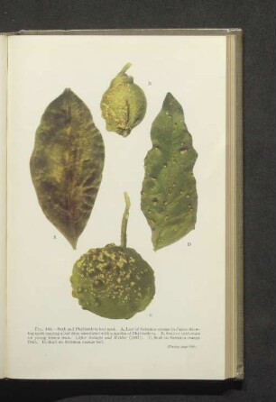 Fig. 184. A-D