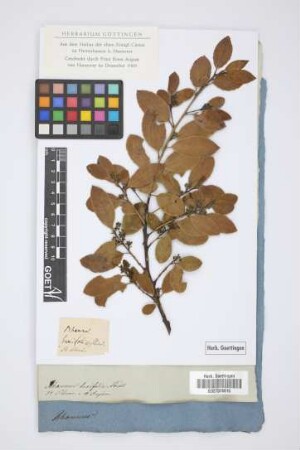 Rhamnus buxifolia Poiret