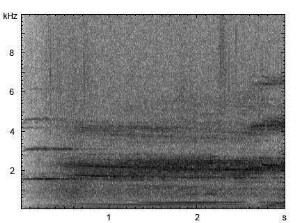 Rothirsch | Cervus elaphus - Brunftruf (Hirsch)