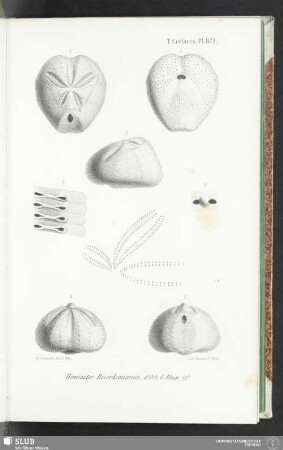 Pl. 871
