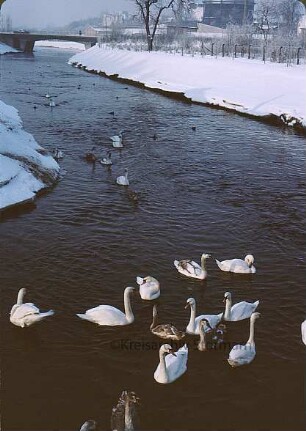 Trave: Schwäne im Winter