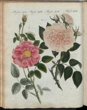 No. 75. Rosen. XVI. Rosen-Arten.
