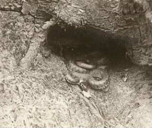 Zauneidechse (Lacerta agilis)