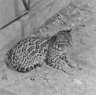 Hoyerswerda, Tiergarten : Zoo Hoyerswerda. Tiergehege mit Raubkatze