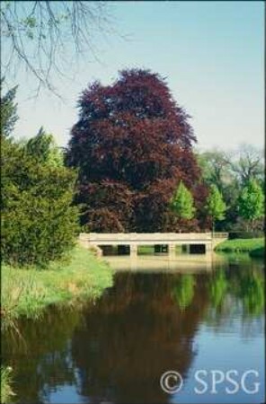 Potsdam, Park Sanssouci, Bullenwiese.
