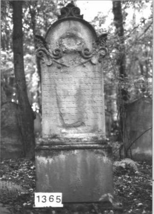 Grabstein 1365 (Index: 99900291) Material: Sandstein Zustand: stark verwittert Maße HxBxT: 168x60x25 cm Beschreibung: aufgesockelte Stele mit eingezogenem Rundbogenabschluss, Giebel- und Eckakroterien mit Voluten, im Bogenfeld Kranz, darunter Ranken mit Voluten, Blüten und Blättern Symbolik: Kranz, Voluten, Blätter, Blüten: Grabstein 1365
