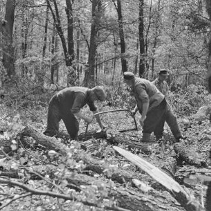 Waldarbeiter im Hochwald. : Lěsni dźěłaćerjo we wysokolěsu.