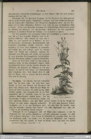 Papaver somniferum